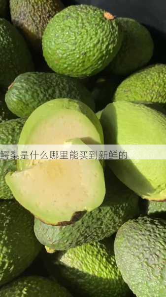 鳄梨是什么哪里能买到新鲜的第2张-蔬菜基地绿色种植产业带