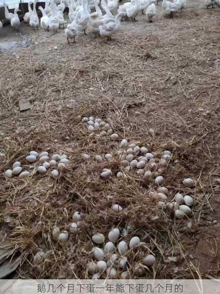 鹅几个月下蛋一年能下蛋几个月的第1张-蔬菜基地绿色种植产业带