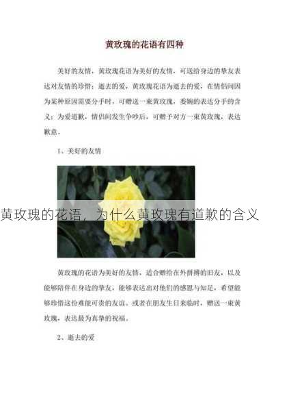 黄玫瑰的花语，为什么黄玫瑰有道歉的含义第1张-蔬菜基地绿色种植产业带