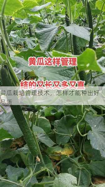 黄瓜栽培管理技术，怎样才能种出好品质第1张-蔬菜基地绿色种植产业带