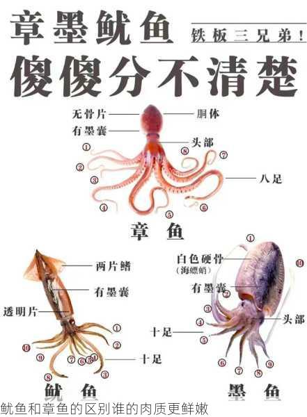 鱿鱼和章鱼的区别谁的肉质更鲜嫩第1张-蔬菜基地绿色种植产业带