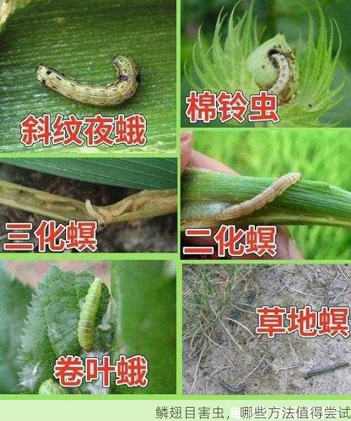 鳞翅目害虫，哪些方法值得尝试第1张-蔬菜基地绿色种植产业带