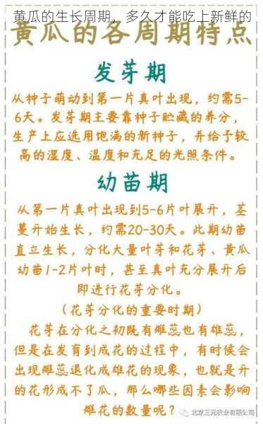 黄瓜的生长周期，多久才能吃上新鲜的第1张-蔬菜基地绿色种植产业带