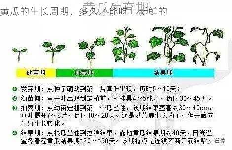 黄瓜的生长周期，多久才能吃上新鲜的第2张-蔬菜基地绿色种植产业带