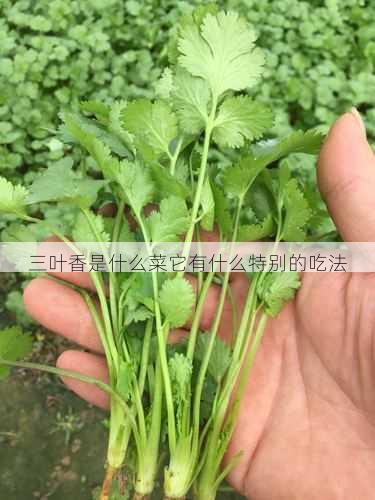 三叶香是什么菜它有什么特别的吃法第1张-蔬菜基地绿色种植产业带