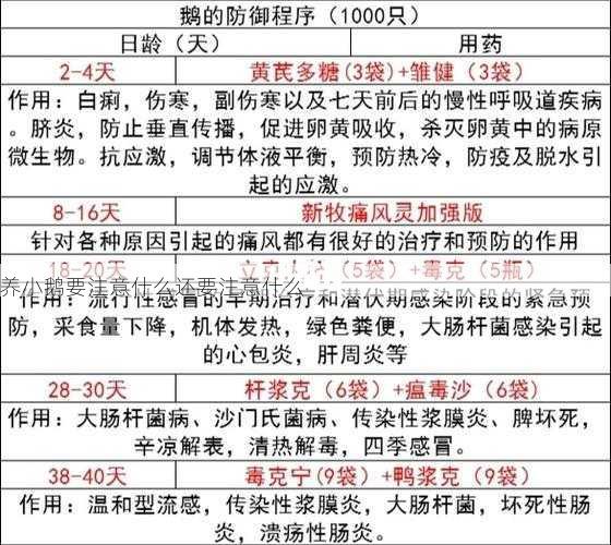 养小鹅要注意什么还要注意什么第1张-蔬菜基地绿色种植产业带