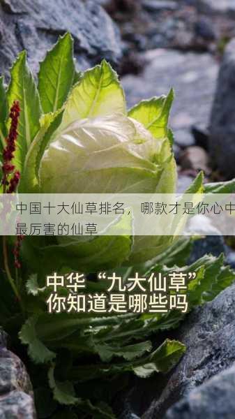 中国十大仙草排名，哪款才是你心中最厉害的仙草第2张-蔬菜基地绿色种植产业带