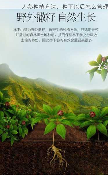 人参种植方法，种下以后怎么管理第2张-蔬菜基地绿色种植产业带