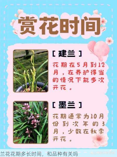 兰花花期多长时间，和品种有关吗第2张-蔬菜基地绿色种植产业带