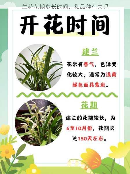 兰花花期多长时间，和品种有关吗第1张-蔬菜基地绿色种植产业带