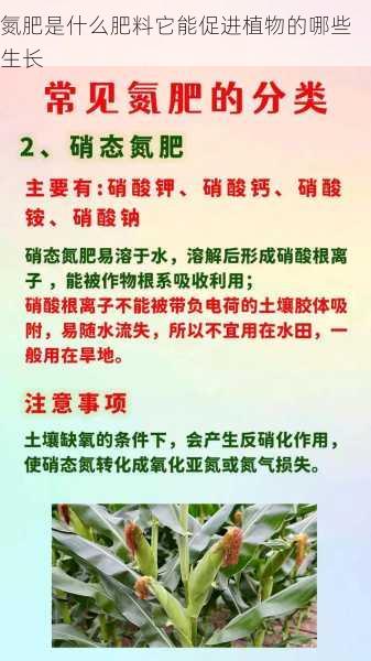 氮肥是什么肥料它能促进植物的哪些生长第2张-蔬菜基地绿色种植产业带