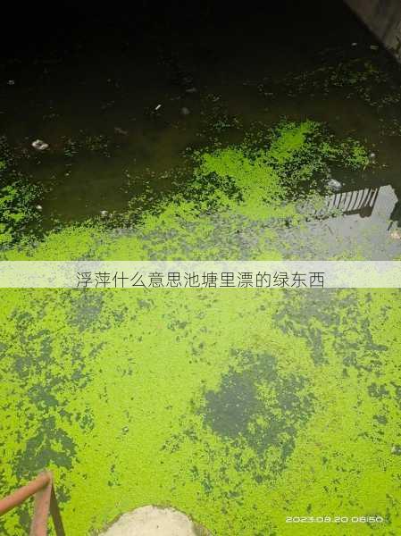 浮萍什么意思池塘里漂的绿东西第1张-蔬菜基地绿色种植产业带