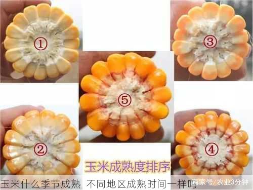 玉米什么季节成熟  不同地区成熟时间一样吗第1张-蔬菜基地绿色种植产业带