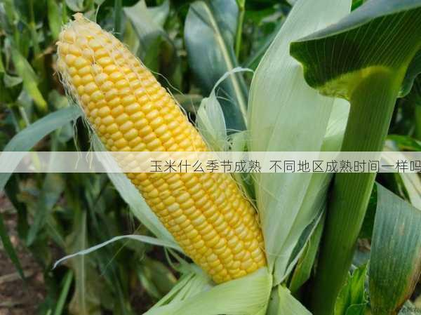 玉米什么季节成熟  不同地区成熟时间一样吗第2张-蔬菜基地绿色种植产业带