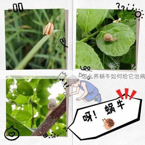 怎么养蜗牛如何给它治病第2张-蔬菜基地绿色种植产业带