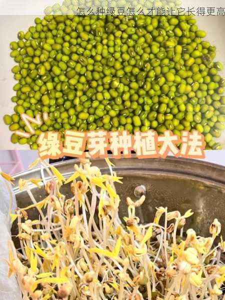 怎么种绿豆怎么才能让它长得更高第1张-蔬菜基地绿色种植产业带