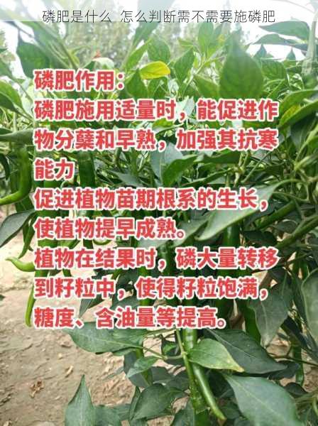 磷肥是什么  怎么判断需不需要施磷肥第1张-蔬菜基地绿色种植产业带