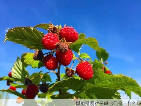 树莓是覆盆子吗它们是一样的吗第2张-蔬菜基地绿色种植产业带