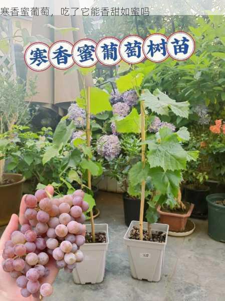 寒香蜜葡萄，吃了它能香甜如蜜吗第2张-蔬菜基地绿色种植产业带