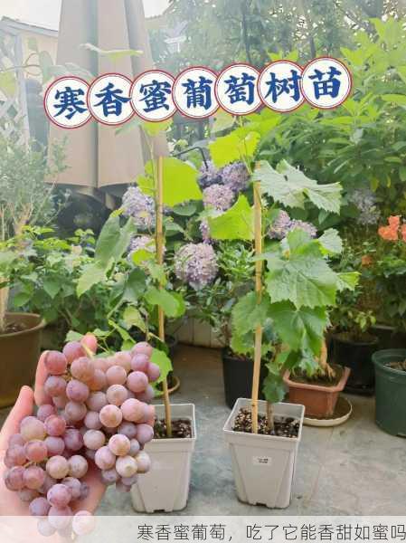 寒香蜜葡萄，吃了它能香甜如蜜吗第1张-蔬菜基地绿色种植产业带