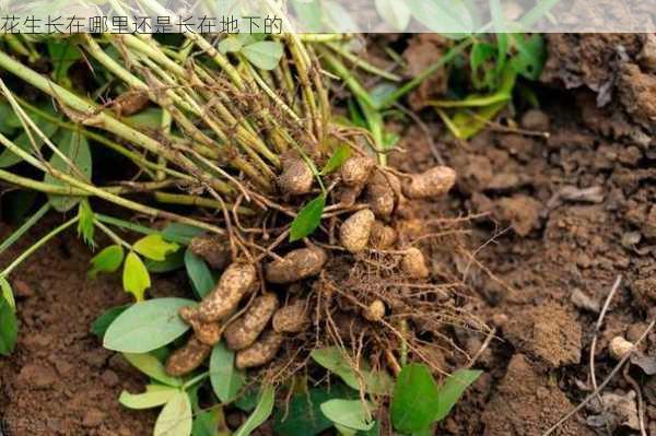 花生长在哪里还是长在地下的第1张-蔬菜基地绿色种植产业带