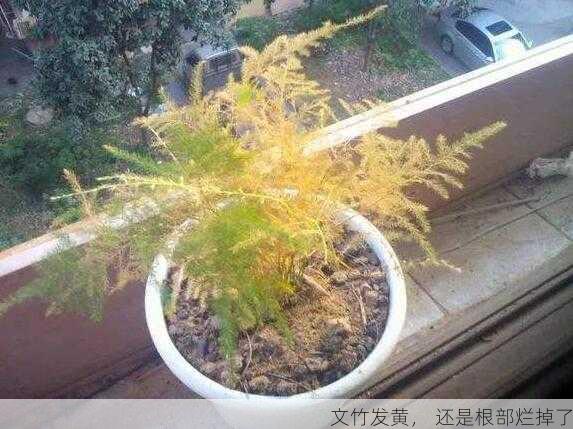 文竹发黄， 还是根部烂掉了第2张-蔬菜基地绿色种植产业带