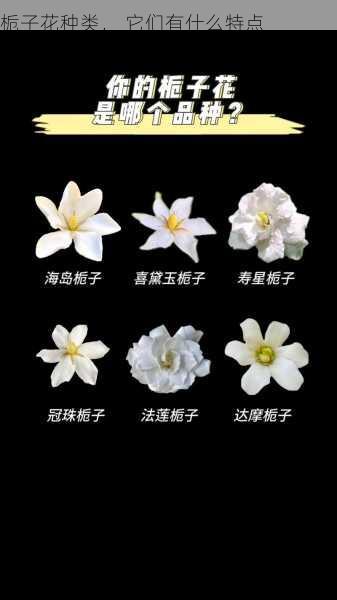 栀子花种类， 它们有什么特点第1张-蔬菜基地绿色种植产业带