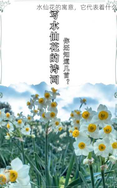 水仙花的寓意，它代表着什么第2张-蔬菜基地绿色种植产业带