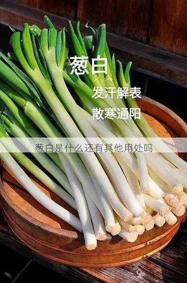 葱白是什么还有其他用处吗第2张-蔬菜基地绿色种植产业带