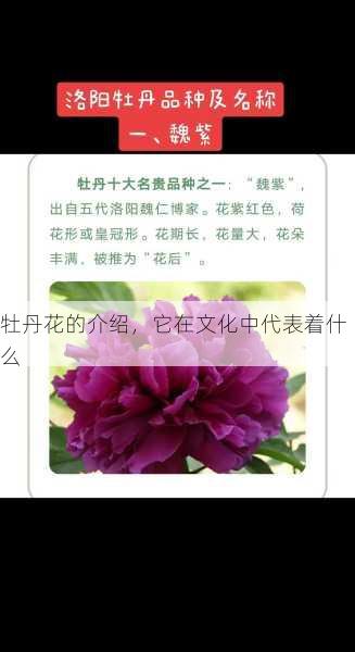 牡丹花的介绍，它在文化中代表着什么第2张-蔬菜基地绿色种植产业带