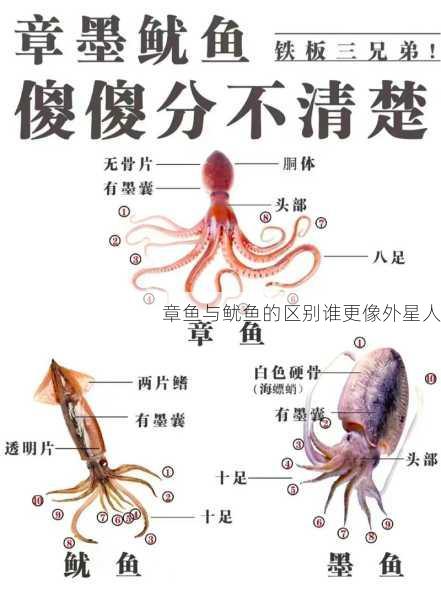 章鱼与鱿鱼的区别谁更像外星人第1张-蔬菜基地绿色种植产业带