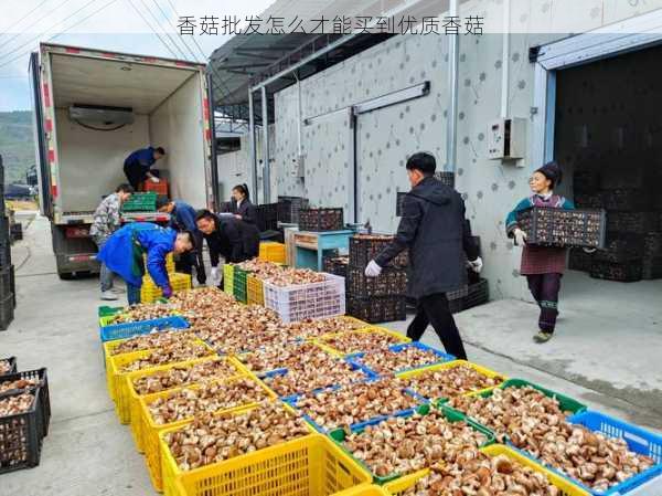 香菇批发怎么才能买到优质香菇第1张-蔬菜基地绿色种植产业带