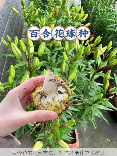 百合花的养殖方法，怎样才能让它长得旺第1张-蔬菜基地绿色种植产业带