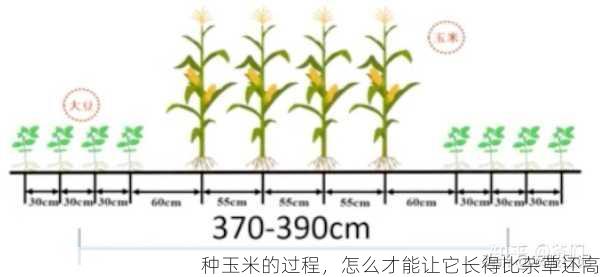 种玉米的过程，怎么才能让它长得比杂草还高第2张-蔬菜基地绿色种植产业带