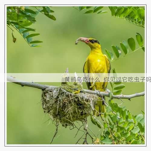 黄鹂鸟吃什么  你见过它吃虫子吗第2张-蔬菜基地绿色种植产业带