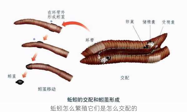 蚯蚓怎么繁殖它们是怎么交配的第2张-蔬菜基地绿色种植产业带