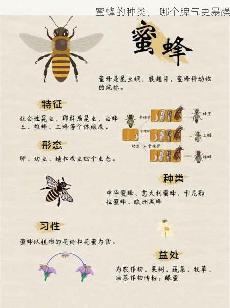 蜜蜂的种类， 哪个脾气更暴躁第1张-蔬菜基地绿色种植产业带