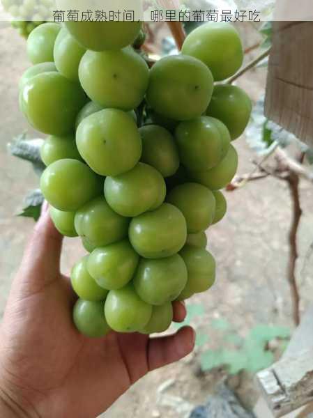 葡萄成熟时间，哪里的葡萄最好吃第1张-蔬菜基地绿色种植产业带