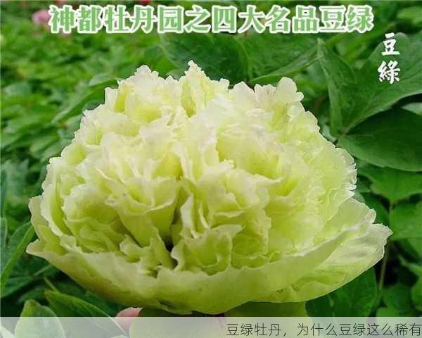 豆绿牡丹，为什么豆绿这么稀有第1张-蔬菜基地绿色种植产业带