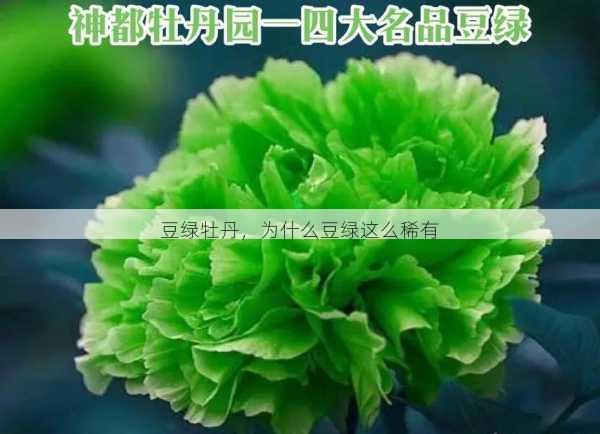 豆绿牡丹，为什么豆绿这么稀有第2张-蔬菜基地绿色种植产业带