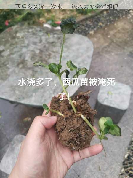 西瓜多久浇一次水，  浇水太多会烂根吗第2张-蔬菜基地绿色种植产业带