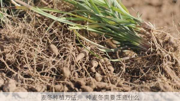 麦冬种植方法，  种麦冬需要注意什么第2张-蔬菜基地绿色种植产业带