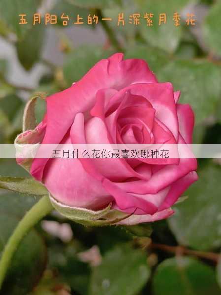 五月什么花你最喜欢哪种花第2张-蔬菜基地绿色种植产业带