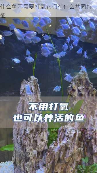 什么鱼不需要打氧它们有什么共同特征第1张-蔬菜基地绿色种植产业带