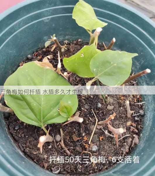 三角梅如何扦插 水插多久才生根第2张-蔬菜基地绿色种植产业带