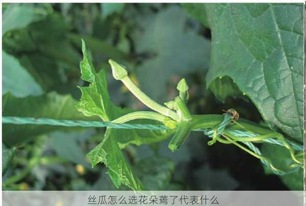 丝瓜怎么选花朵蔫了代表什么第2张-蔬菜基地绿色种植产业带