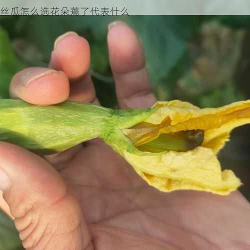 丝瓜怎么选花朵蔫了代表什么第1张-蔬菜基地绿色种植产业带