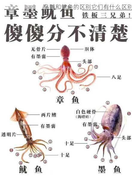 乌贼和鱿鱼的区别它们有什么区别第2张-蔬菜基地绿色种植产业带