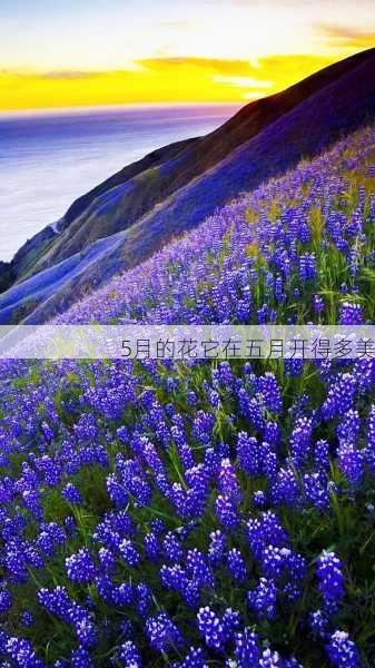 5月的花它在五月开得多美第1张-蔬菜基地绿色种植产业带