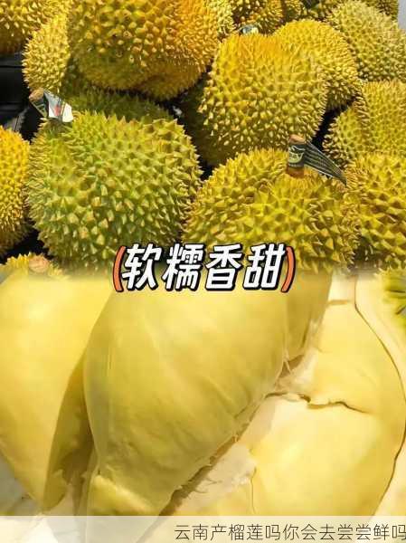 云南产榴莲吗你会去尝尝鲜吗第1张-蔬菜基地绿色种植产业带